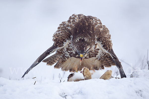 Mäusebussard (Buteo buteo)