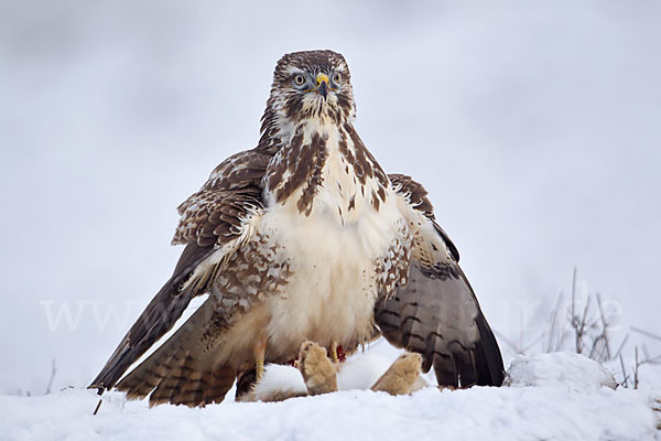 Mäusebussard (Buteo buteo)