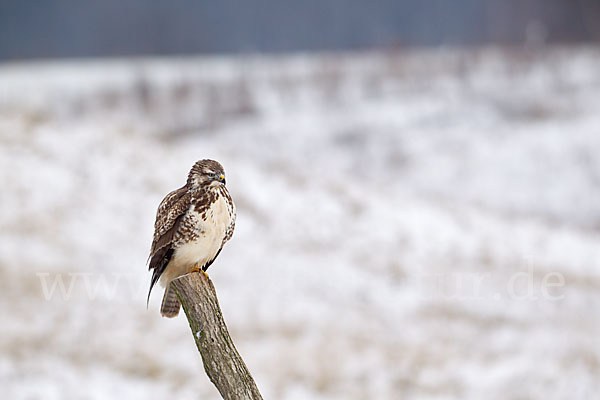 Mäusebussard (Buteo buteo)