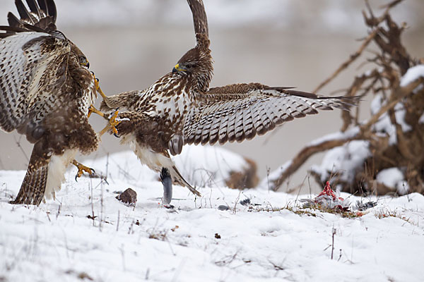 Mäusebussard (Buteo buteo)