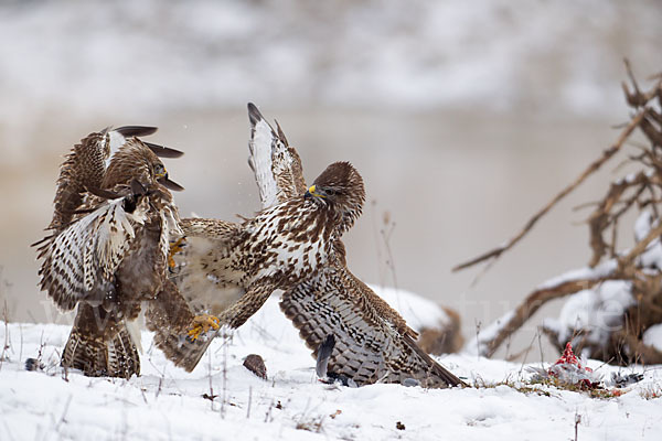 Mäusebussard (Buteo buteo)