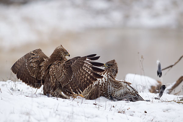 Mäusebussard (Buteo buteo)