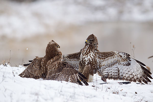 Mäusebussard (Buteo buteo)