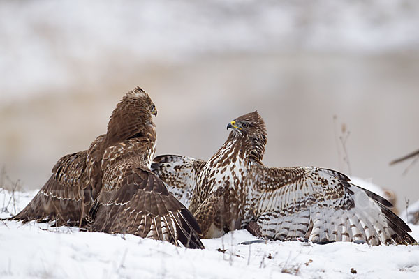 Mäusebussard (Buteo buteo)