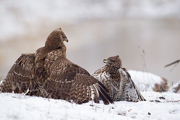 Mäusebussard (Buteo buteo)