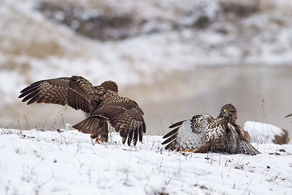 Mäusebussard (Buteo buteo)