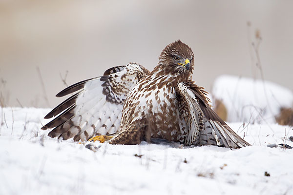 Mäusebussard (Buteo buteo)