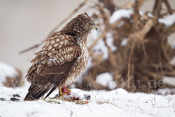 Mäusebussard (Buteo buteo)