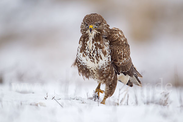 Mäusebussard (Buteo buteo)