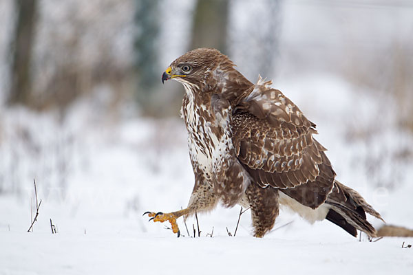 Mäusebussard (Buteo buteo)