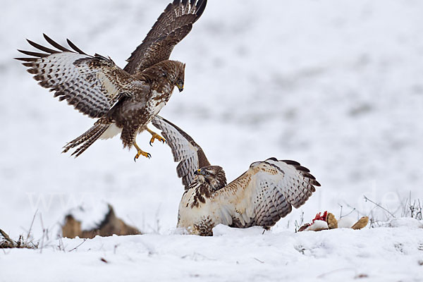 Mäusebussard (Buteo buteo)