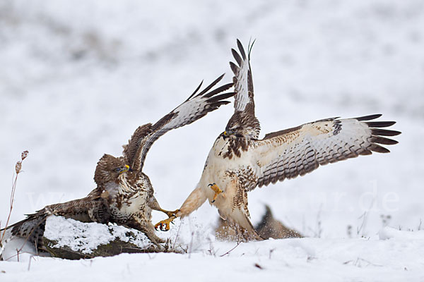 Mäusebussard (Buteo buteo)