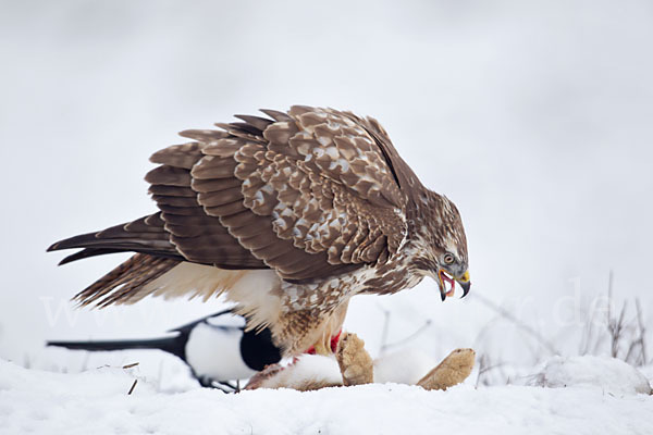 Mäusebussard (Buteo buteo)