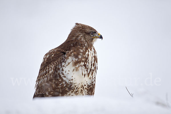 Mäusebussard (Buteo buteo)