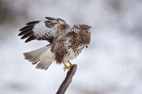 Mäusebussard (Buteo buteo)