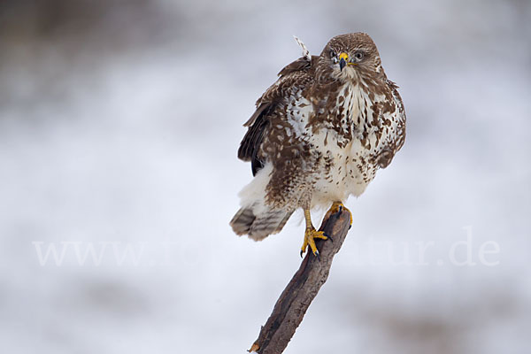 Mäusebussard (Buteo buteo)