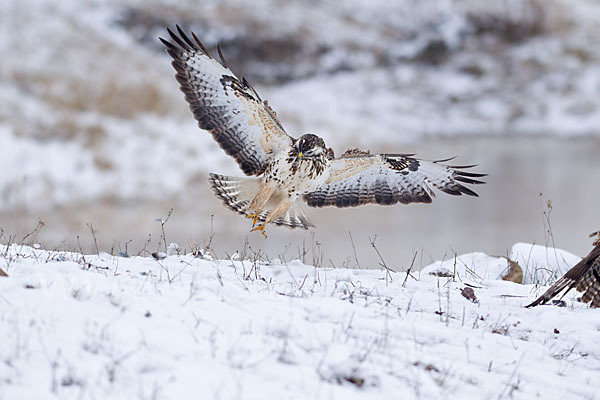 Mäusebussard (Buteo buteo)