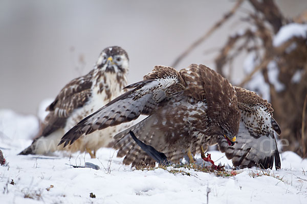 Mäusebussard (Buteo buteo)