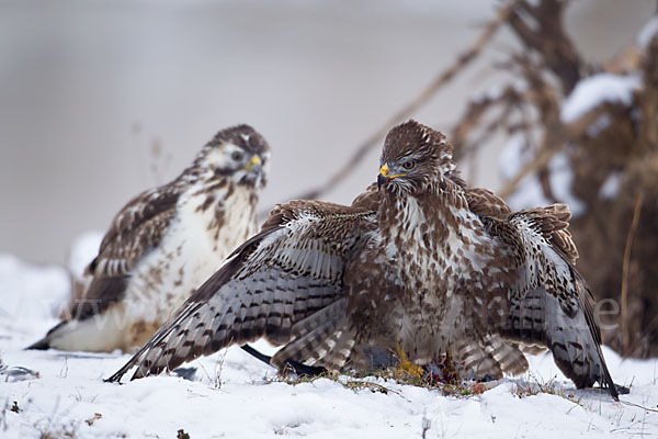 Mäusebussard (Buteo buteo)