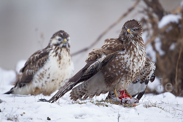 Mäusebussard (Buteo buteo)