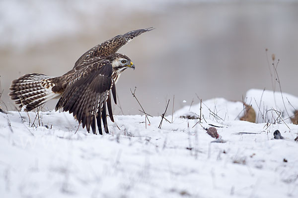 Mäusebussard (Buteo buteo)