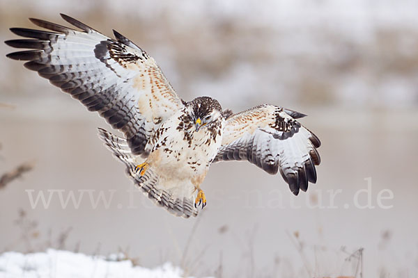 Mäusebussard (Buteo buteo)