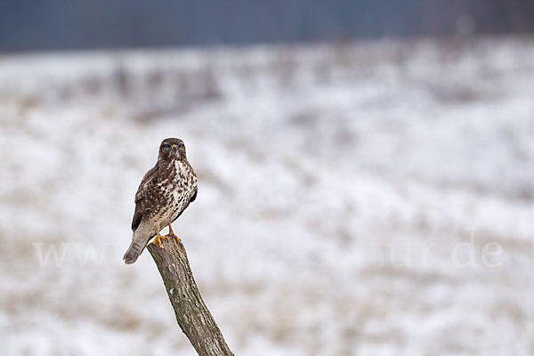 Mäusebussard (Buteo buteo)