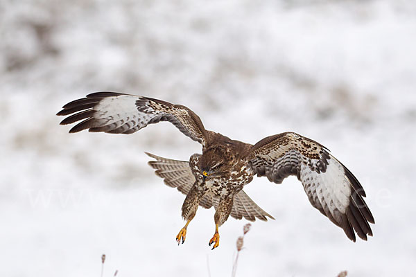 Mäusebussard (Buteo buteo)