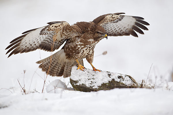 Mäusebussard (Buteo buteo)