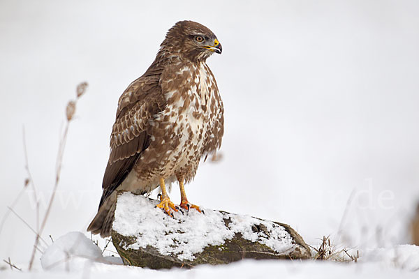 Mäusebussard (Buteo buteo)