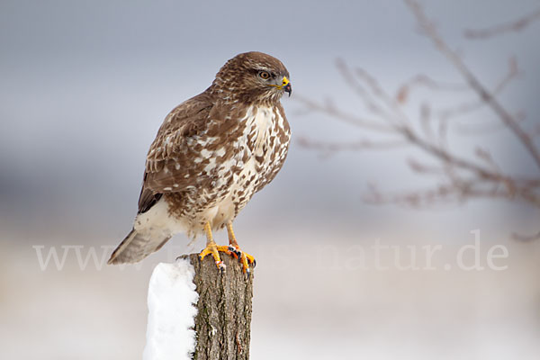 Mäusebussard (Buteo buteo)