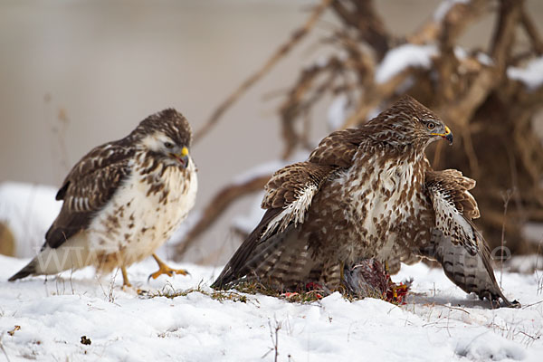 Mäusebussard (Buteo buteo)