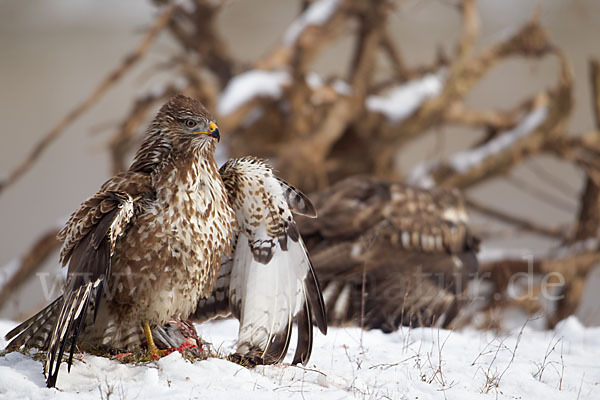 Mäusebussard (Buteo buteo)