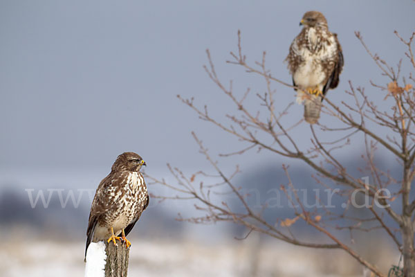 Mäusebussard (Buteo buteo)