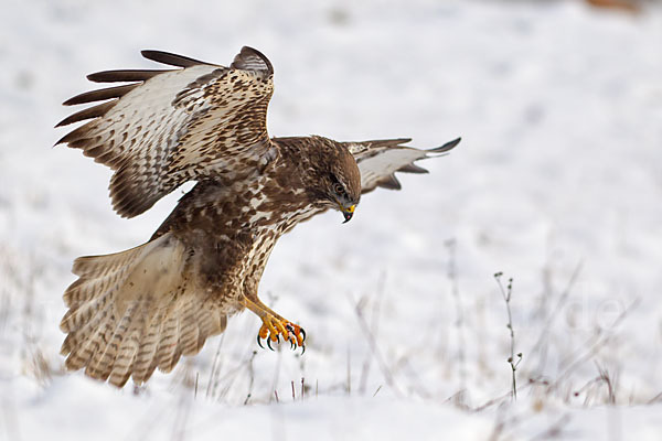 Mäusebussard (Buteo buteo)