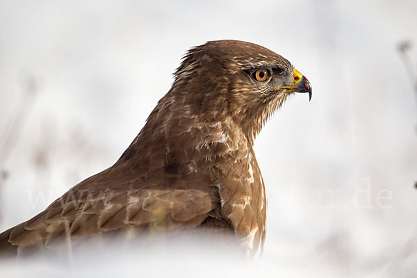 Mäusebussard (Buteo buteo)