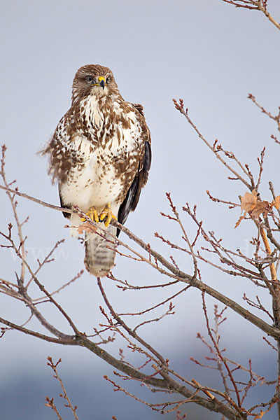 Mäusebussard (Buteo buteo)