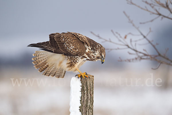 Mäusebussard (Buteo buteo)