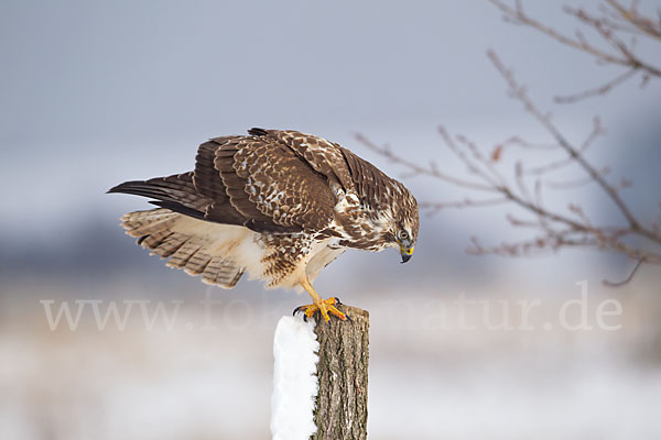 Mäusebussard (Buteo buteo)