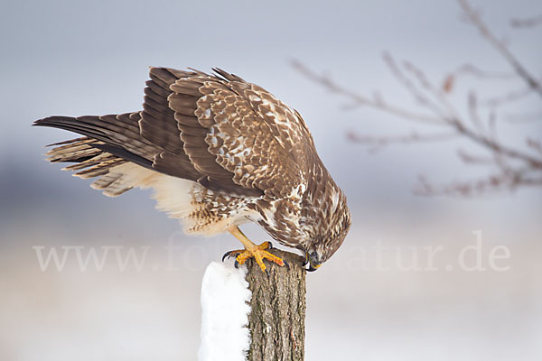 Mäusebussard (Buteo buteo)