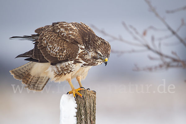 Mäusebussard (Buteo buteo)