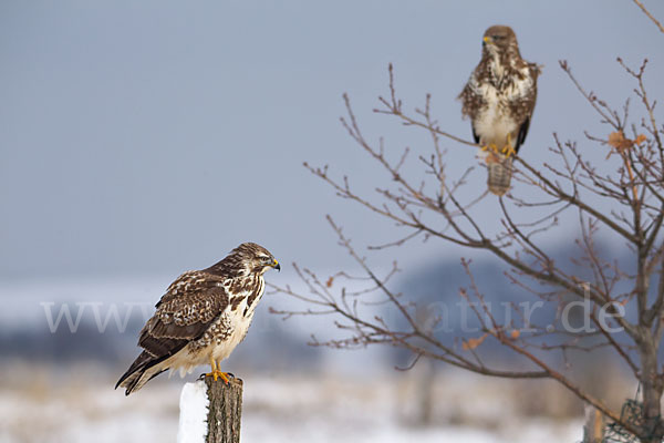 Mäusebussard (Buteo buteo)