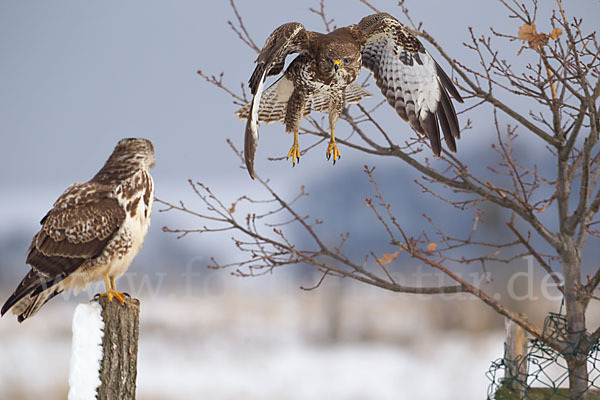 Mäusebussard (Buteo buteo)