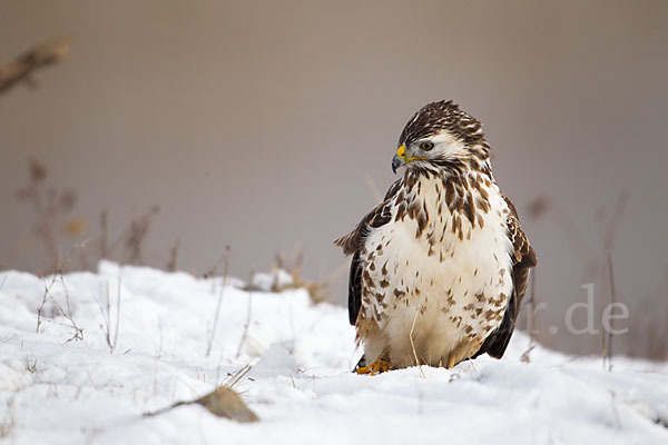 Mäusebussard (Buteo buteo)