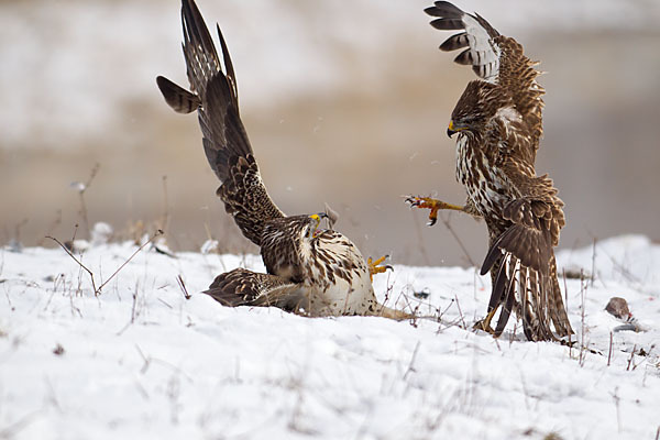 Mäusebussard (Buteo buteo)