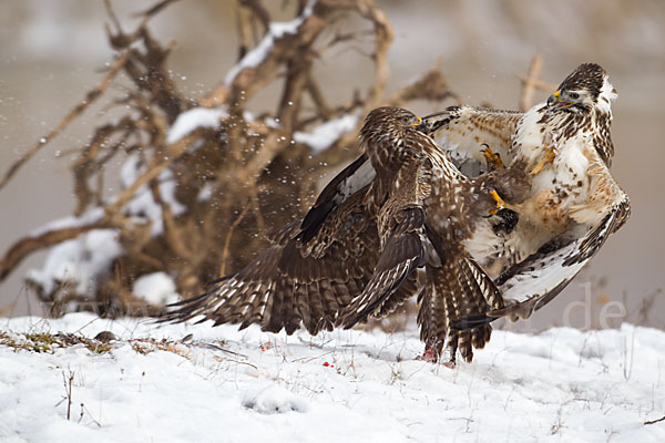 Mäusebussard (Buteo buteo)