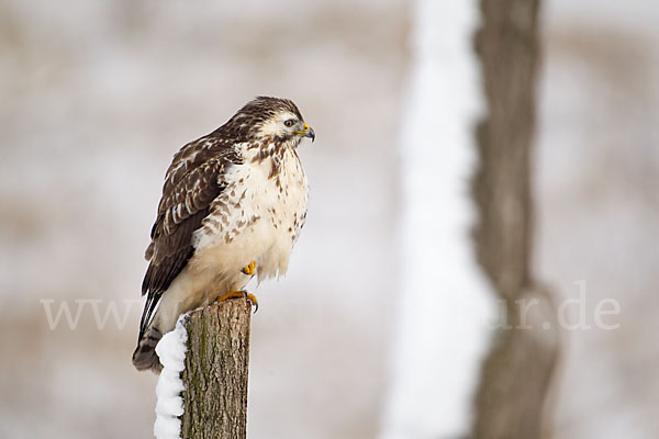 Mäusebussard (Buteo buteo)