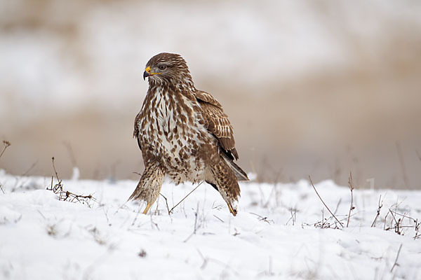 Mäusebussard (Buteo buteo)