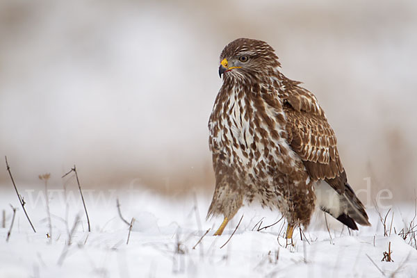 Mäusebussard (Buteo buteo)