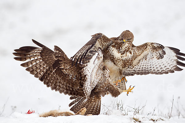 Mäusebussard (Buteo buteo)